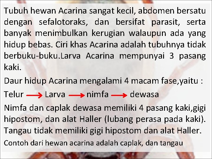 Tubuh hewan Acarina sangat kecil, abdomen bersatu dengan sefalotoraks, dan bersifat parasit, serta banyak
