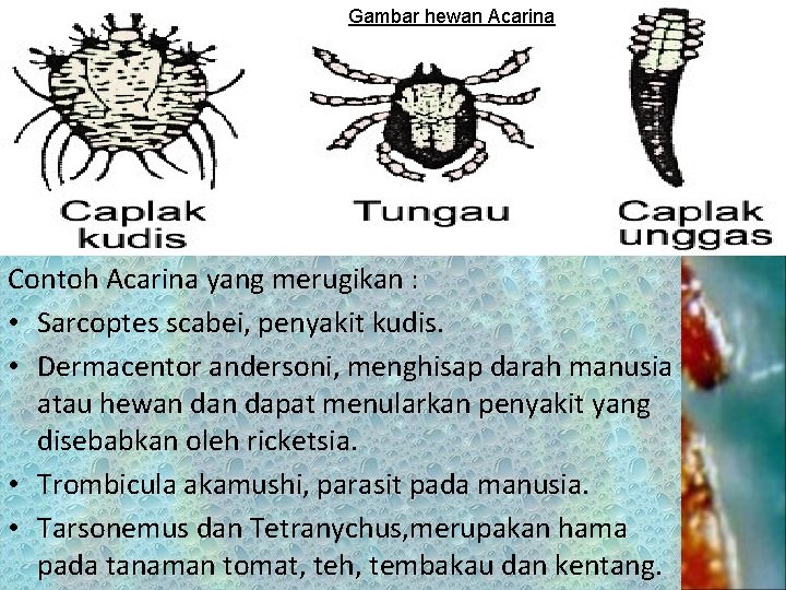 Gambar hewan Acarina Contoh Acarina yang merugikan : • Sarcoptes scabei, penyakit kudis. •