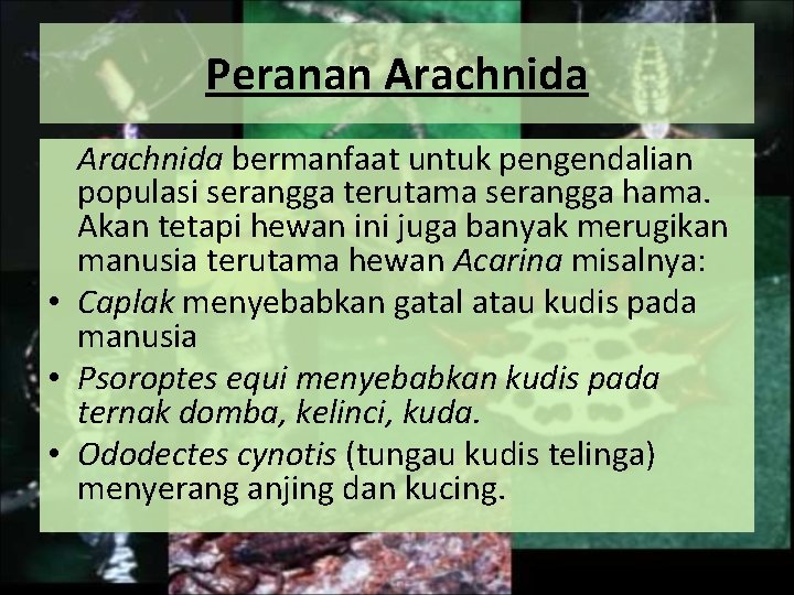 Peranan Arachnida bermanfaat untuk pengendalian populasi serangga terutama serangga hama. Akan tetapi hewan ini