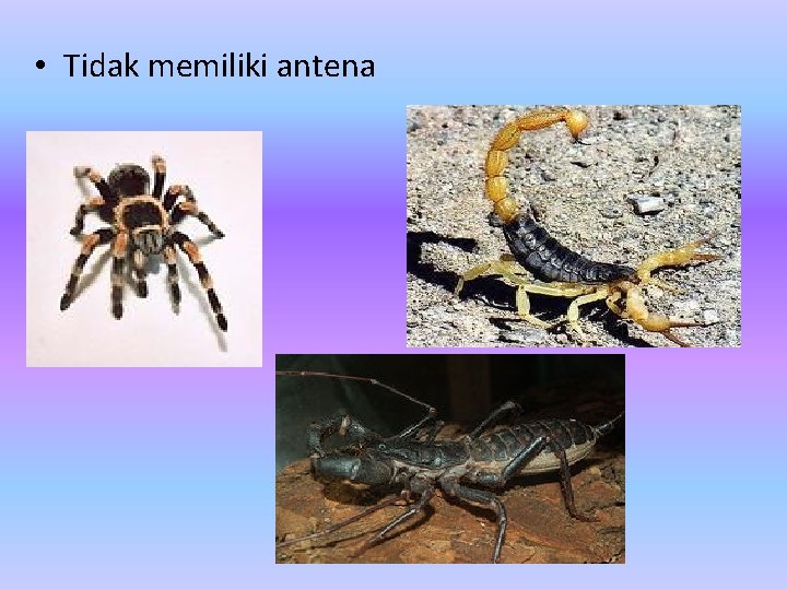  • Tidak memiliki antena 