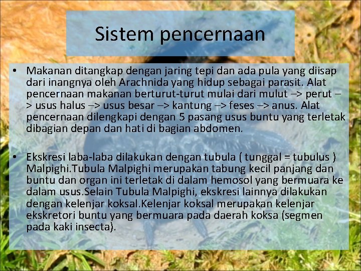 Sistem pencernaan • Makanan ditangkap dengan jaring tepi dan ada pula yang diisap dari