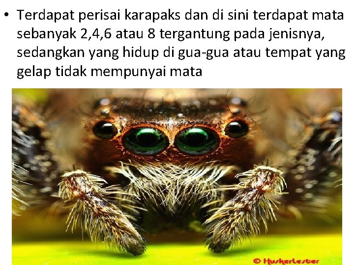  • Terdapat perisai karapaks dan di sini terdapat mata sebanyak 2, 4, 6