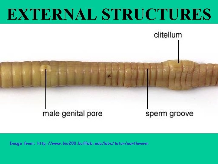 EXTERNAL STRUCTURES Image from: http: //www. bio 200. buffalo. edu/labs/tutor/earthworm 