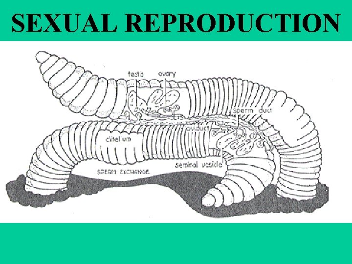 SEXUAL REPRODUCTION 