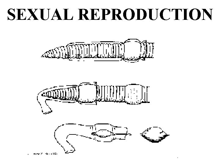 SEXUAL REPRODUCTION 