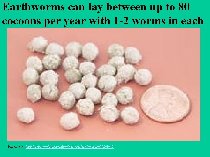 Earthworms can lay between up to 80 cocoons per year with 1 -2 worms