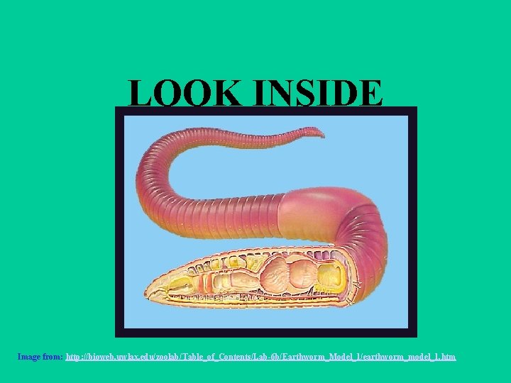 LOOK INSIDE Image from: http: //bioweb. uwlax. edu/zoolab/Table_of_Contents/Lab-6 b/Earthworm_Model_1/earthworm_model_1. htm 