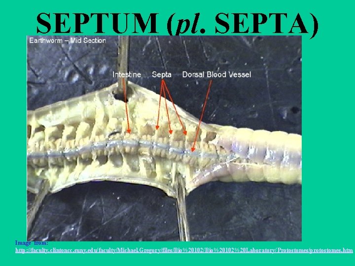 SEPTUM (pl. SEPTA) Image from: http: //faculty. clintoncc. suny. edu/faculty/Michael. Gregory/files/Bio%20102%20 Laboratory/Protostomes/protostomes. htm 
