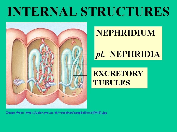 INTERNAL STRUCTURES NEPHRIDIUM pl. NEPHRIDIA EXCRETORY TUBULES Image from: http: //yalor. yru. ac. th/~suchirat/campbell/exs