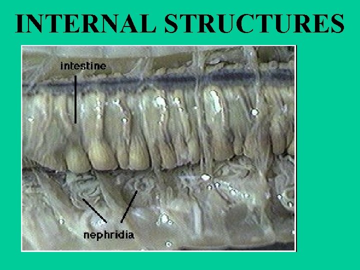 INTERNAL STRUCTURES 