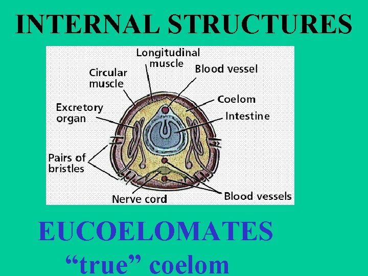 INTERNAL STRUCTURES EUCOELOMATES “true” coelom 