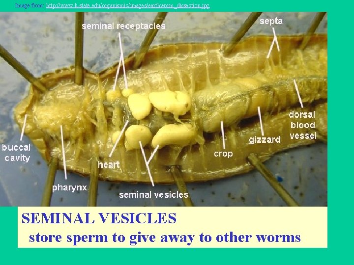 Image from: http: //www. k-state. edu/organismic/images/earthworm_dissection. jpg SEMINAL VESICLES store sperm to give away