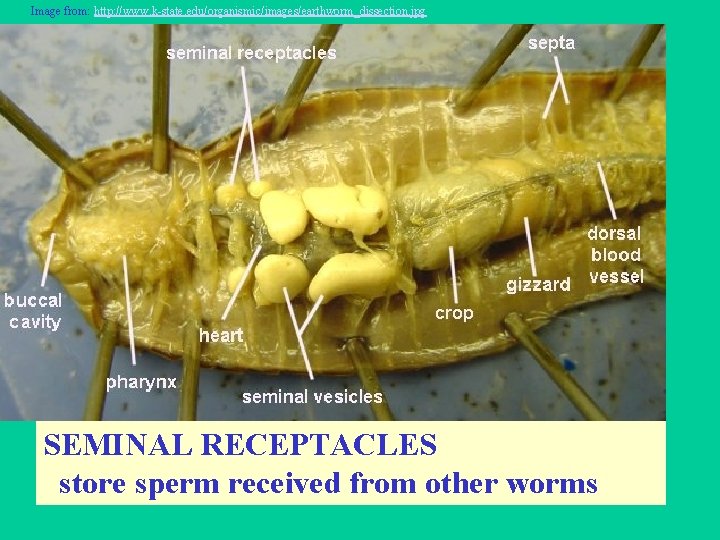 Image from: http: //www. k-state. edu/organismic/images/earthworm_dissection. jpg SEMINAL RECEPTACLES store sperm received from other