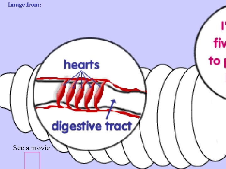 Image from: http: //www. urbanext. uiuc. edu/worms/anatomy 6. html See a movie See 