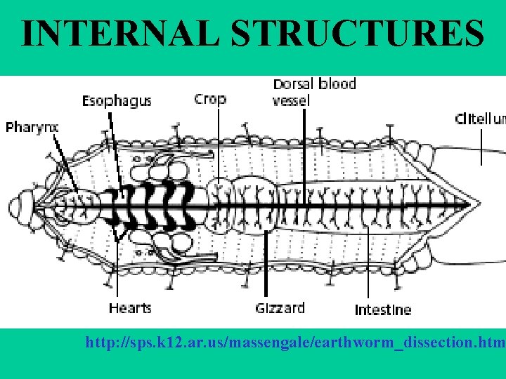 INTERNAL STRUCTURES http: //sps. k 12. ar. us/massengale/earthworm_dissection. htm 
