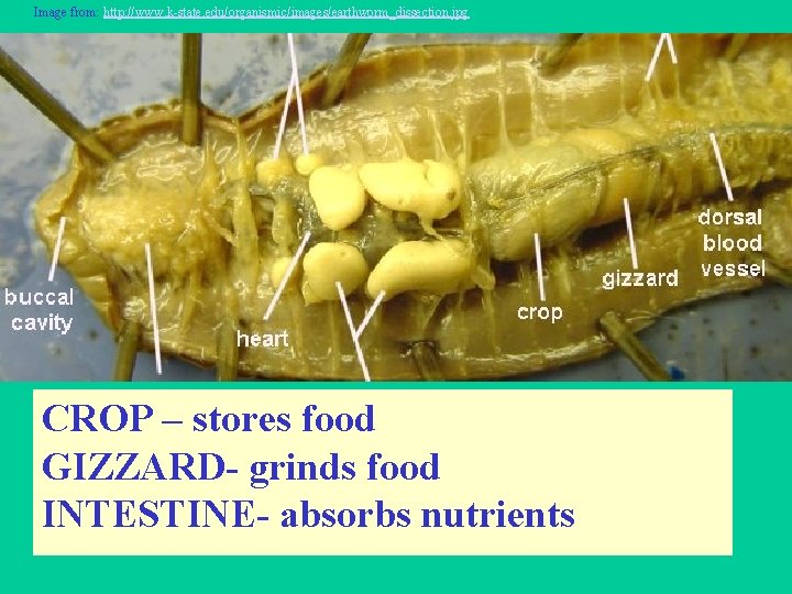Image from: http: //www. k-state. edu/organismic/images/earthworm_dissection. jpg CROP – stores food GIZZARD- grinds food