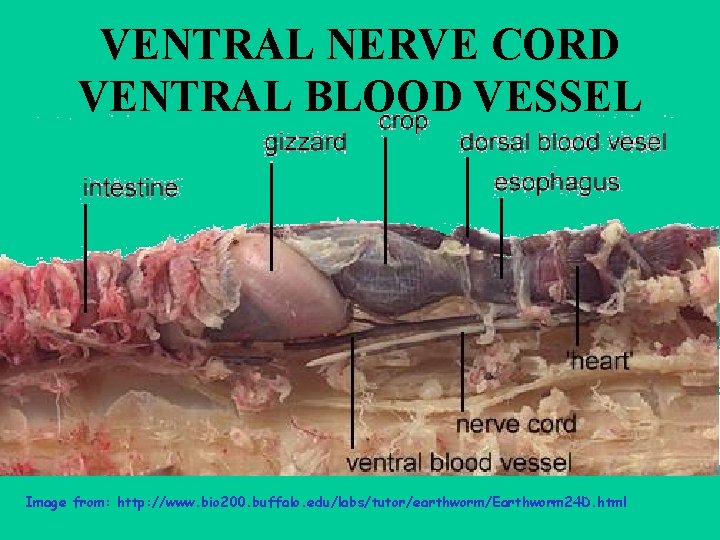 VENTRAL NERVE CORD VENTRAL BLOOD VESSEL Image from: http: //www. bio 200. buffalo. edu/labs/tutor/earthworm/Earthworm