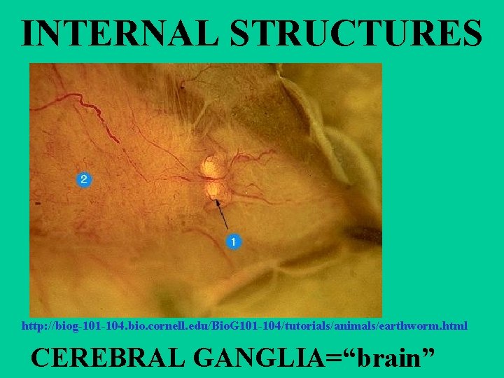 INTERNAL STRUCTURES http: //biog-101 -104. bio. cornell. edu/Bio. G 101 -104/tutorials/animals/earthworm. html CEREBRAL GANGLIA=“brain”