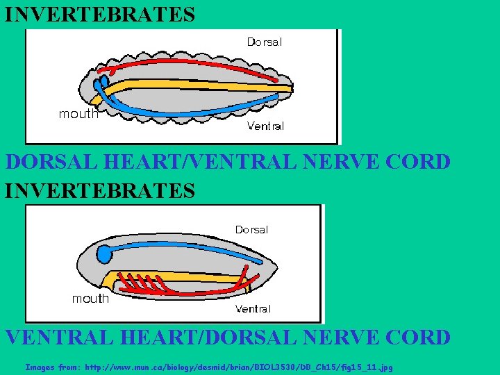 INVERTEBRATES DORSAL HEART/VENTRAL NERVE CORD INVERTEBRATES VENTRAL HEART/DORSAL NERVE CORD Images from: http: //www.