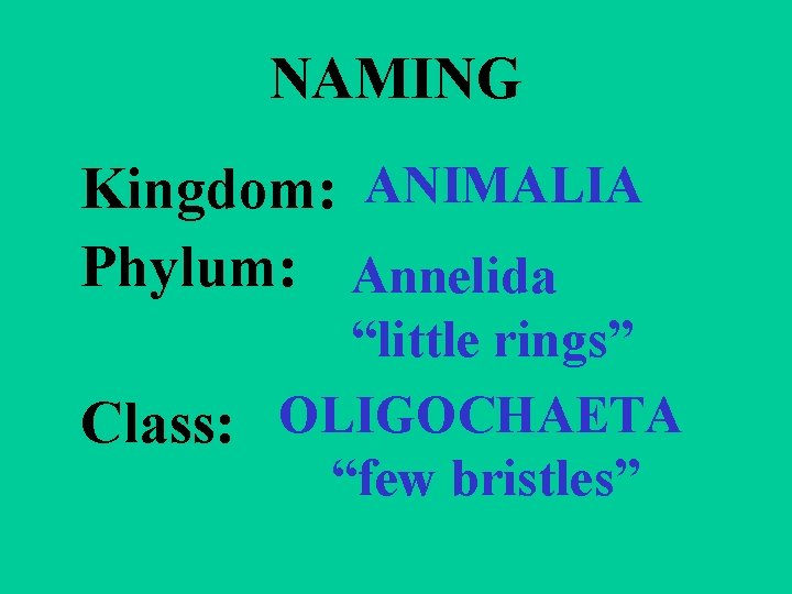 NAMING Kingdom: ANIMALIA Phylum: Annelida “little rings” Class: OLIGOCHAETA “few bristles” 