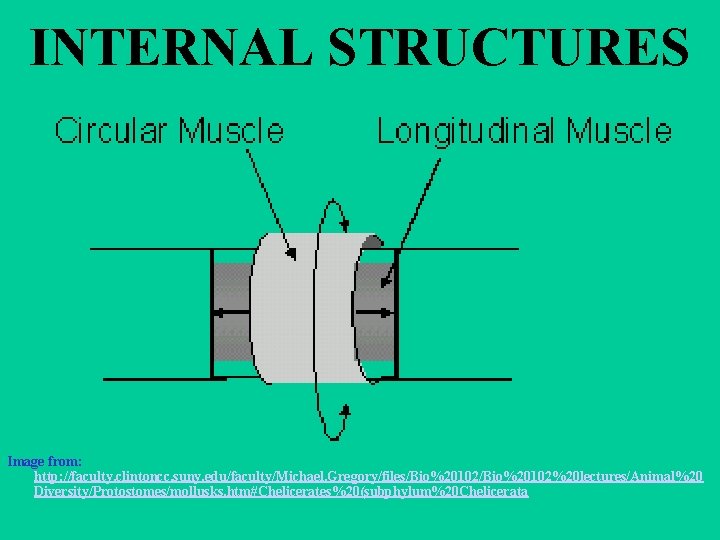 INTERNAL STRUCTURES Image from: http: //faculty. clintoncc. suny. edu/faculty/Michael. Gregory/files/Bio%20102%20 lectures/Animal%20 Diversity/Protostomes/mollusks. htm#Chelicerates%20(subphylum%20 Chelicerata