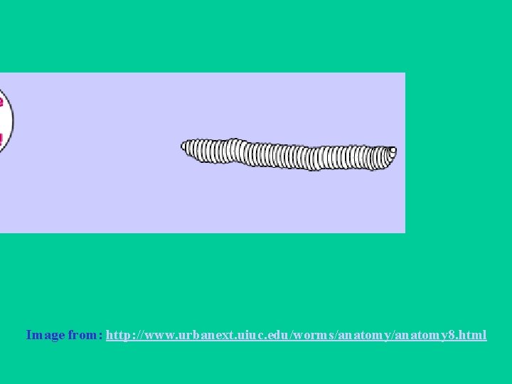 Image from: http: //www. urbanext. uiuc. edu/worms/anatomy 8. html 