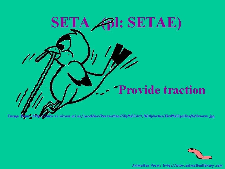 SETA (pl: SETAE) Provide traction Image from: http: //www. ci. wixom. mi. us/Local. Gov/Recreation/Clip%20