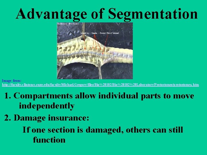 Advantage of Segmentation Image from: http: //faculty. clintoncc. suny. edu/faculty/Michael. Gregory/files/Bio%20102%20 Laboratory/Protostomes/protostomes. htm 1.