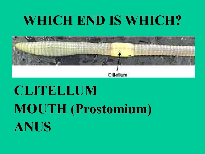 WHICH END IS WHICH? CLITELLUM MOUTH (Prostomium) ANUS 