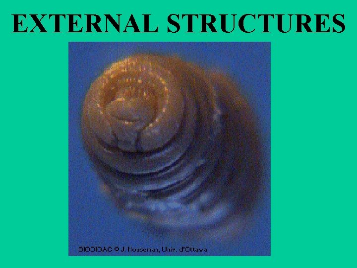 EXTERNAL STRUCTURES 