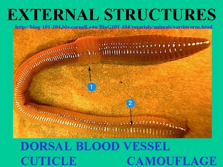 EXTERNAL STRUCTURES http: //biog-101 -104. bio. cornell. edu/Bio. G 101 -104/tutorials/animals/earthworm. html DORSAL BLOOD