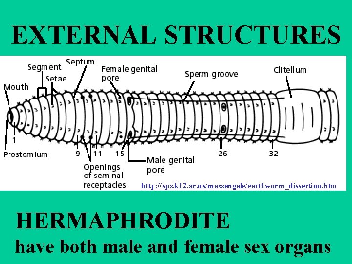 EXTERNAL STRUCTURES http: //sps. k 12. ar. us/massengale/earthworm_dissection. htm HERMAPHRODITE have both male and