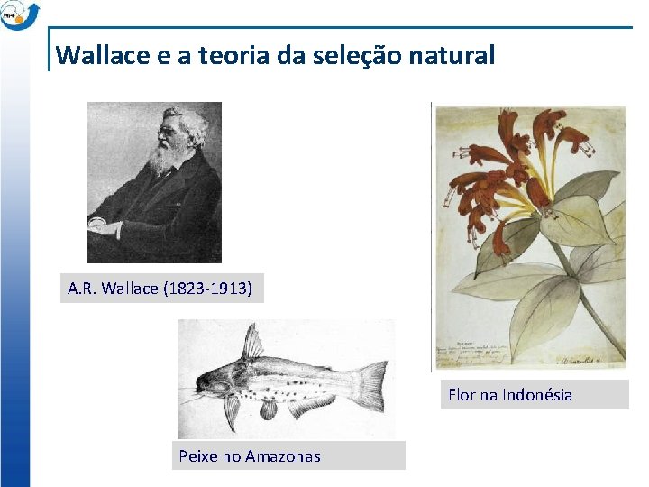 Wallace e a teoria da seleção natural A. R. Wallace (1823 -1913) Flor na