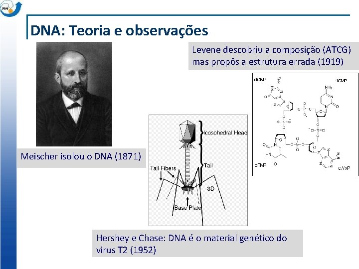 DNA: Teoria e observações Levene descobriu a composição (ATCG) mas propôs a estrutura errada