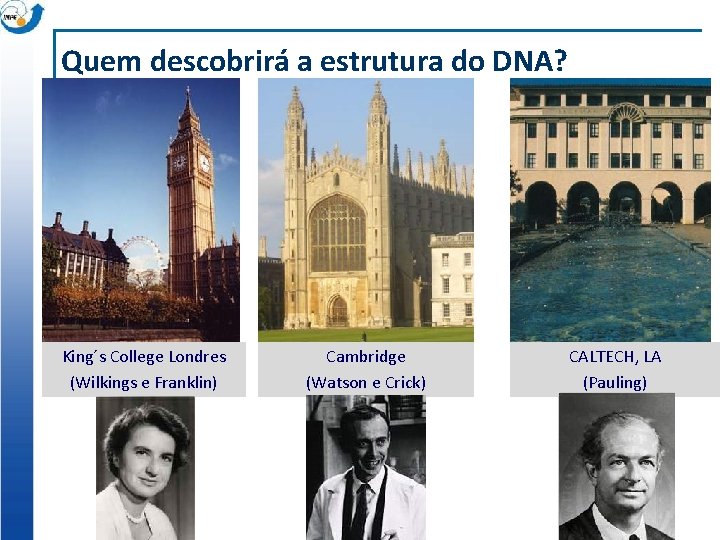 Quem descobrirá a estrutura do DNA? King´s College Londres (Wilkings e Franklin) Cambridge (Watson