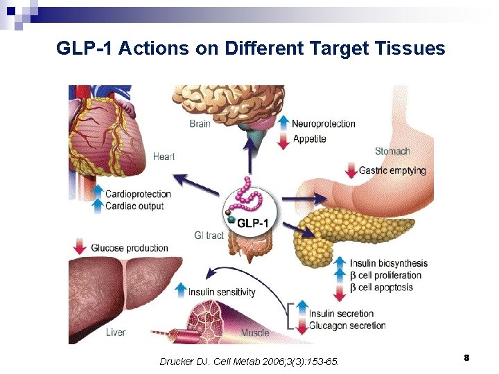 GLP-1 Actions on Different Target Tissues Drucker DJ. Cell Metab 2006; 3(3): 153 -65.