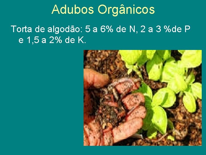 Adubos Orgânicos Torta de algodão: 5 a 6% de N, 2 a 3 %de