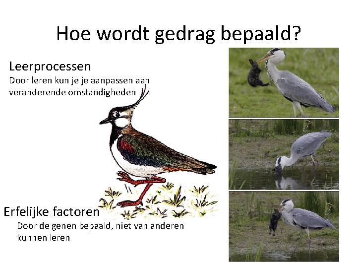 Hoe wordt gedrag bepaald? Leerprocessen Door leren kun je je aanpassen aan veranderende omstandigheden