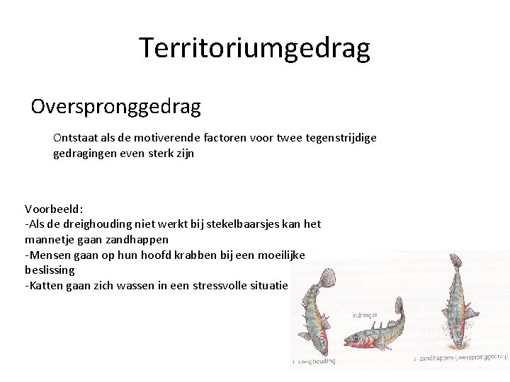 Territoriumgedrag Overspronggedrag Ontstaat als de motiverende factoren voor twee tegenstrijdige gedragingen even sterk zijn