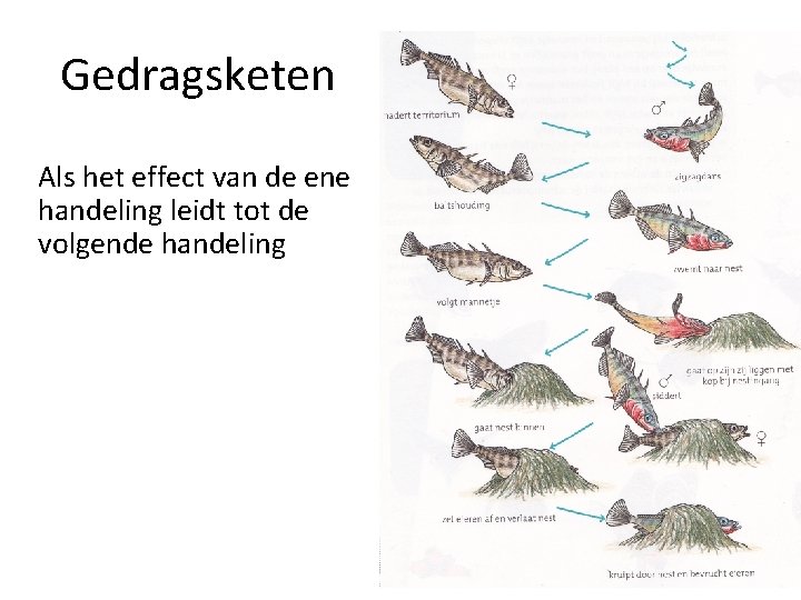 Gedragsketen Als het effect van de ene handeling leidt tot de volgende handeling 