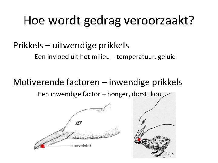 Hoe wordt gedrag veroorzaakt? Prikkels – uitwendige prikkels Een invloed uit het milieu –