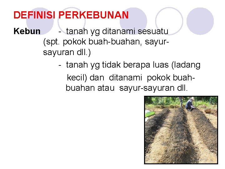 DEFINISI PERKEBUNAN Kebun - tanah yg ditanami sesuatu (spt. pokok buah-buahan, sayuran dll. )
