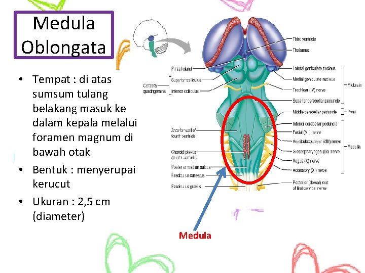 Medula Oblongata • Tempat : di atas sumsum tulang belakang masuk ke dalam kepala