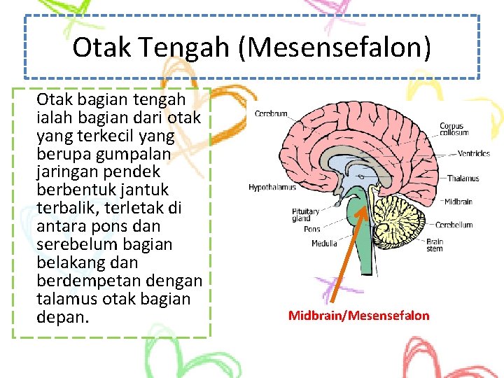 Otak Tengah (Mesensefalon) Otak bagian tengah ialah bagian dari otak yang terkecil yang berupa