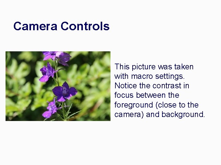 Camera Controls This picture was taken with macro settings. Notice the contrast in focus
