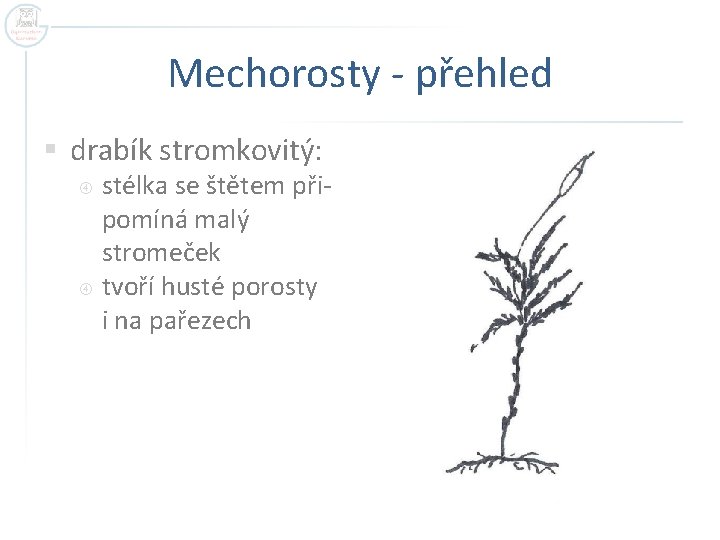 Mechorosty - přehled § drabík stromkovitý: stélka se štětem připomíná malý stromeček tvoří husté