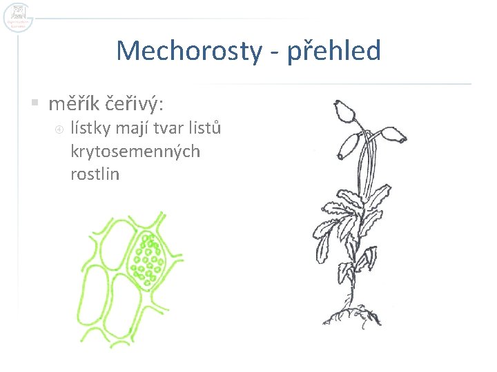 Mechorosty - přehled § měřík čeřivý: lístky mají tvar listů krytosemenných rostlin 