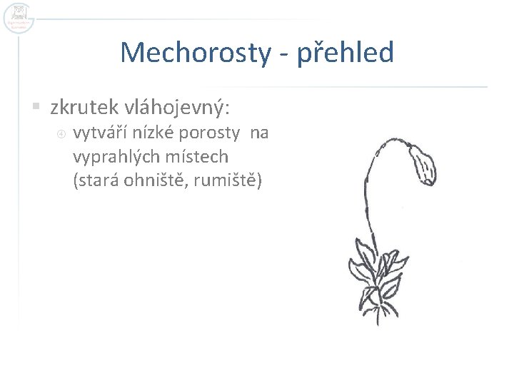 Mechorosty - přehled § zkrutek vláhojevný: vytváří nízké porosty na vyprahlých místech (stará ohniště,