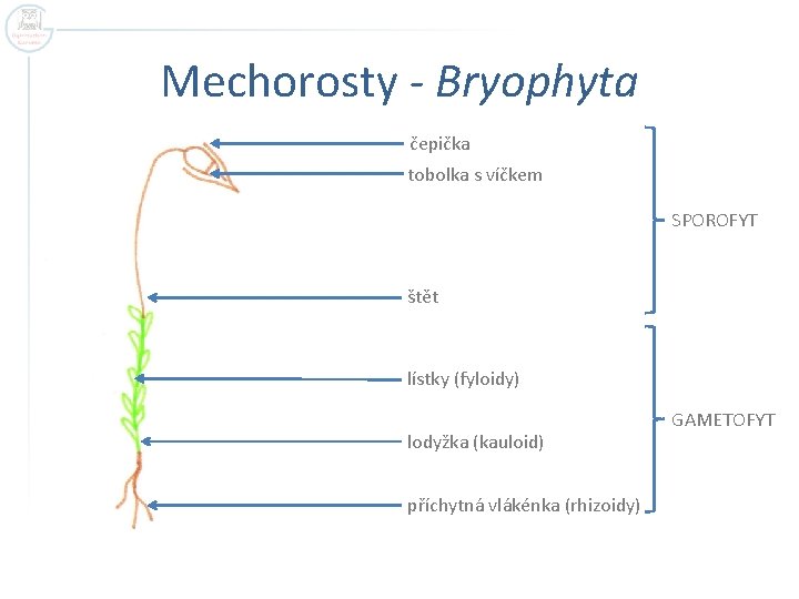 Mechorosty - Bryophyta čepička tobolka s víčkem SPOROFYT štět lístky (fyloidy) lodyžka (kauloid) příchytná