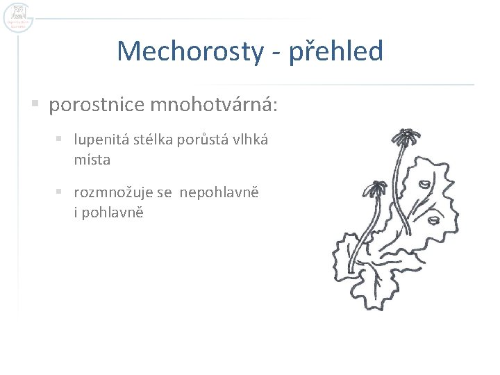 Mechorosty - přehled § porostnice mnohotvárná: § lupenitá stélka porůstá vlhká místa § rozmnožuje